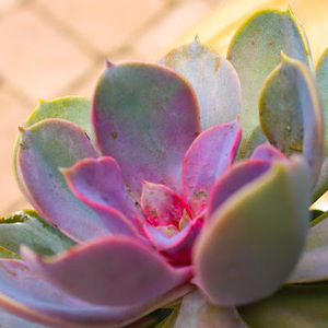 Meet your Posher, Maia